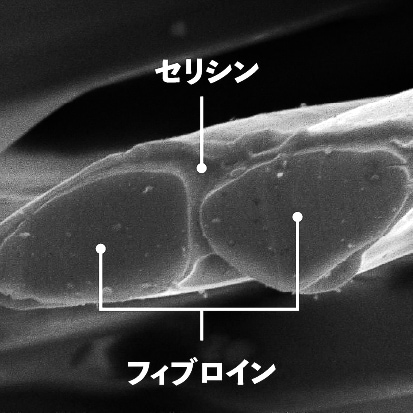 写真：１本の絹糸は２本の「フィブロイン」とその周りを取り囲む「セリシン」という２種のタンパク質で構成されている様子