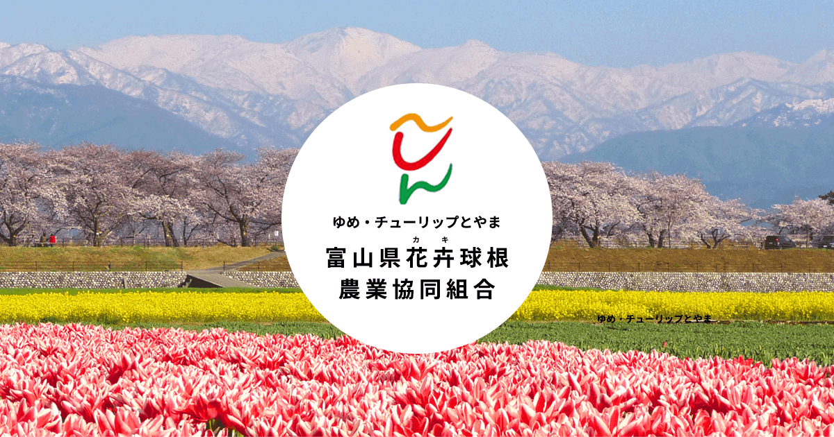 ユリ カダンゴ 1球入 7月 富山県花卉球根農業協同組合WEBショップ