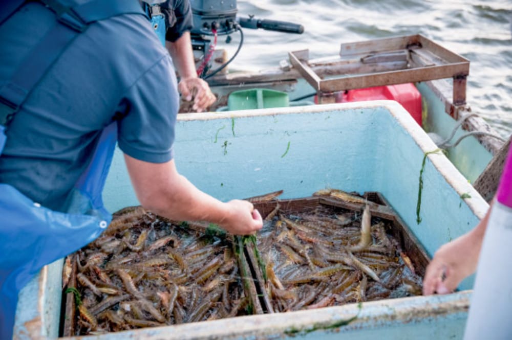 ”ボイルズワイガニ