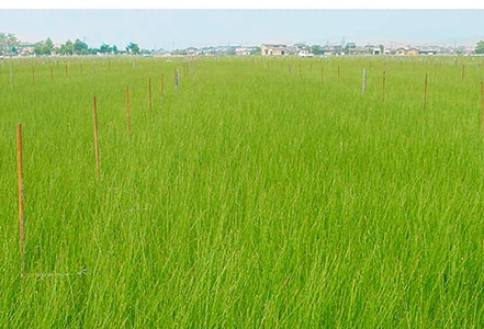 九州の清らかな水と澄んだ空気の中で育った国産のい草