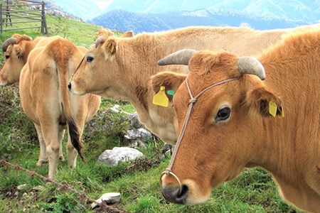 希少なジャージー種の生乳を100%使用