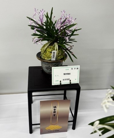 春蘭・富貴蘭WEB通販 三香園 | 東京フウラン展示会