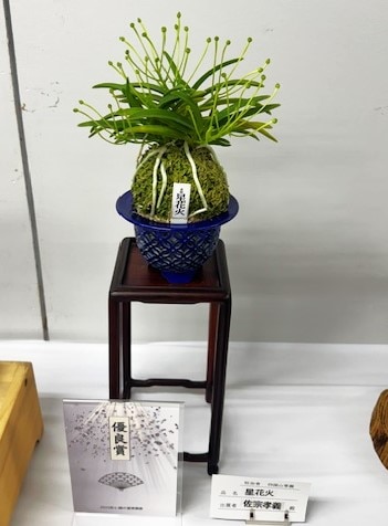 春蘭・富貴蘭WEB通販 三香園 | 東京フウラン展示会