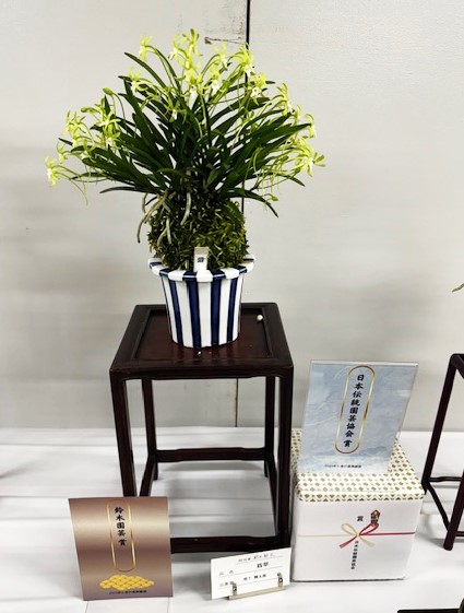 貴重　ハローフーラ　ちゅうぶらんこ Yahoo!オークション - 【黒真珠】富貴蘭 風蘭 フウラン山野草