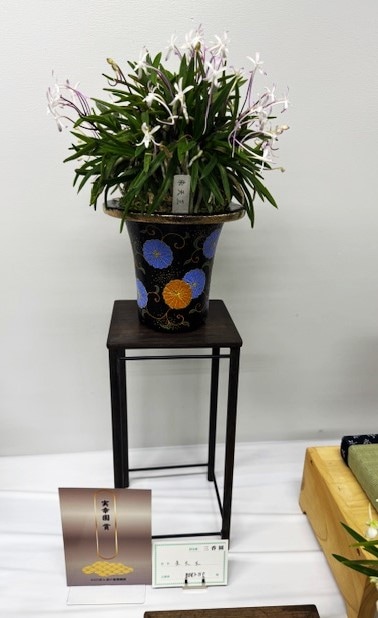 春蘭・富貴蘭WEB通販 三香園 | 東京フウラン展示会