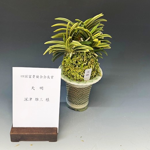 春蘭・富貴蘭WEB通販 三香園 | 四国富貴蘭会2022