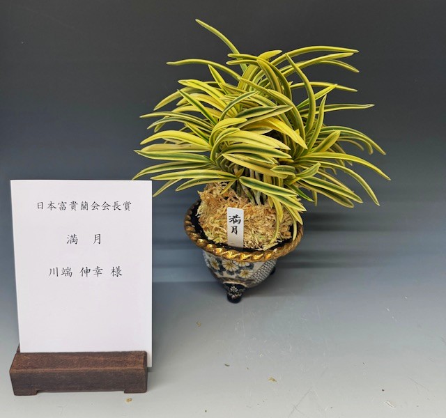 春蘭・富貴蘭WEB通販 三香園 | 四国富貴蘭会2022