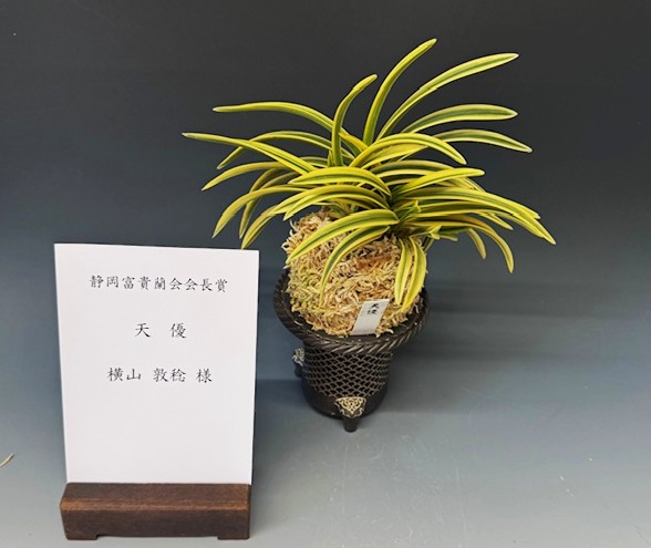 春蘭・富貴蘭WEB通販 三香園 | 四国富貴蘭会2022