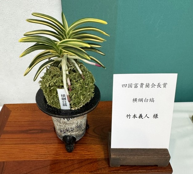 春蘭・富貴蘭WEB通販 三香園 | 四国富貴蘭会2026