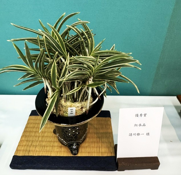 春蘭・富貴蘭WEB通販 三香園 | 四国富貴蘭会2026