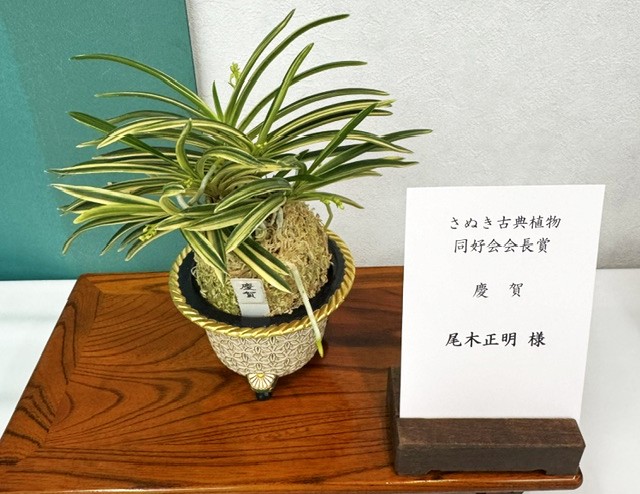 春蘭・富貴蘭WEB通販 三香園 | 四国富貴蘭会2026