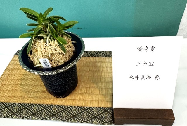 春蘭・富貴蘭WEB通販 三香園 | 四国富貴蘭会