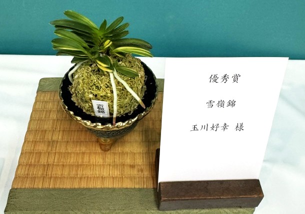 春蘭・富貴蘭WEB通販 三香園 | 四国富貴蘭会2026