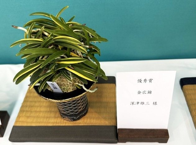 春蘭・富貴蘭WEB通販 三香園 | 四国富貴蘭会