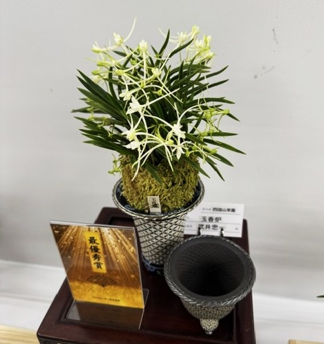 【春トク祭り】富貴蘭「唐錦」7本株立ち 春蘭・富貴蘭WEB通販 三香園 | 彩と香り富貴蘭展