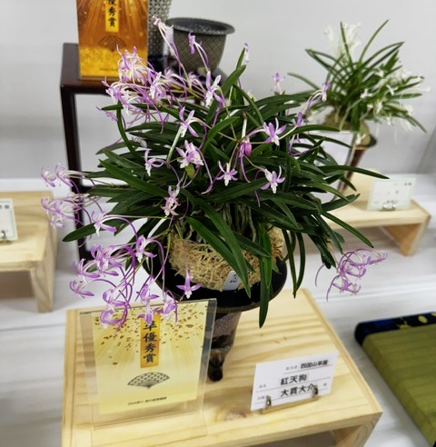 【春トク祭り】富貴蘭「唐錦」7本株立ち 春蘭・富貴蘭WEB通販 三香園 | 彩と香り富貴蘭展