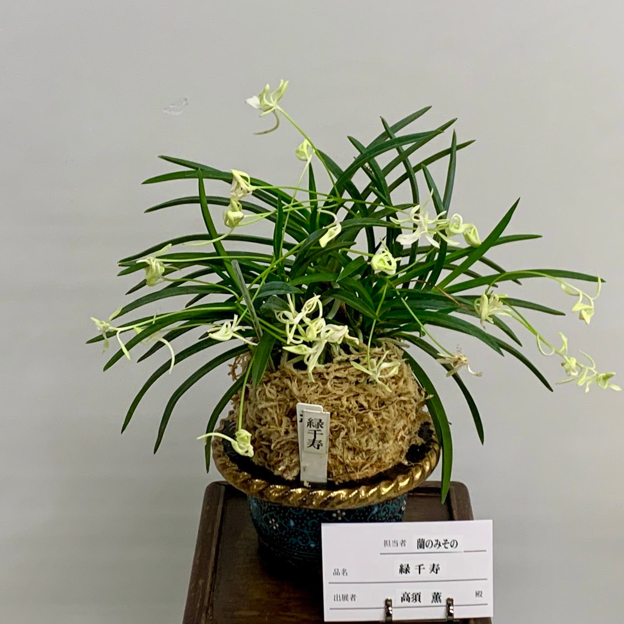 春蘭・富貴蘭WEB通販 三香園 | 彩と香り富貴蘭展