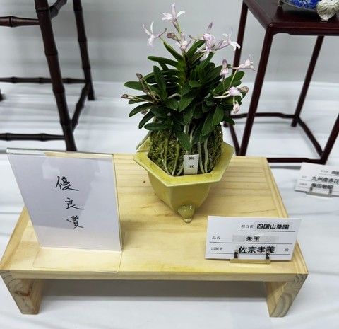 春蘭・富貴蘭WEB通販 三香園 | 彩と香り富貴蘭展
