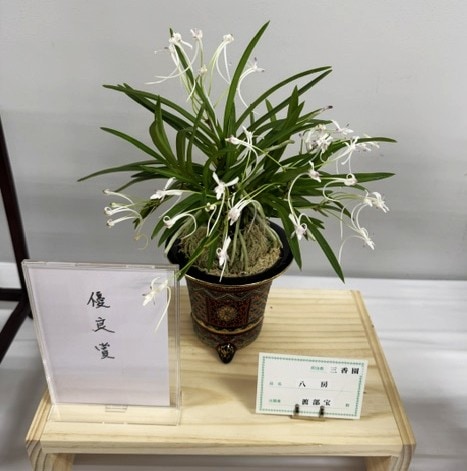 【春トク祭り】富貴蘭「唐錦」7本株立ち 春蘭・富貴蘭WEB通販 三香園 | 彩と香り富貴蘭展