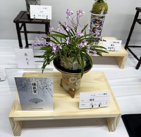 春蘭・富貴蘭WEB通販 三香園 | 彩と香り富貴蘭展