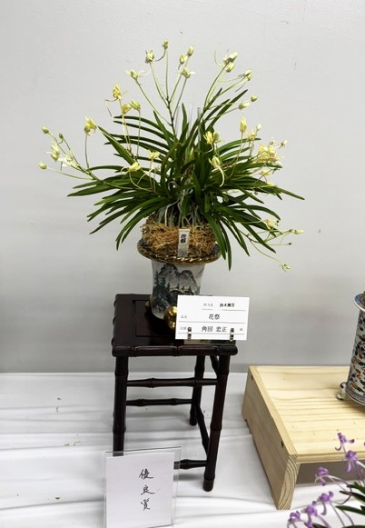 春蘭・富貴蘭WEB通販 三香園 | 彩と香り富貴蘭展