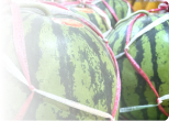 その他フルーツ・果物