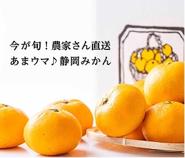 厳選！農家直送静岡みかん・柑橘特集