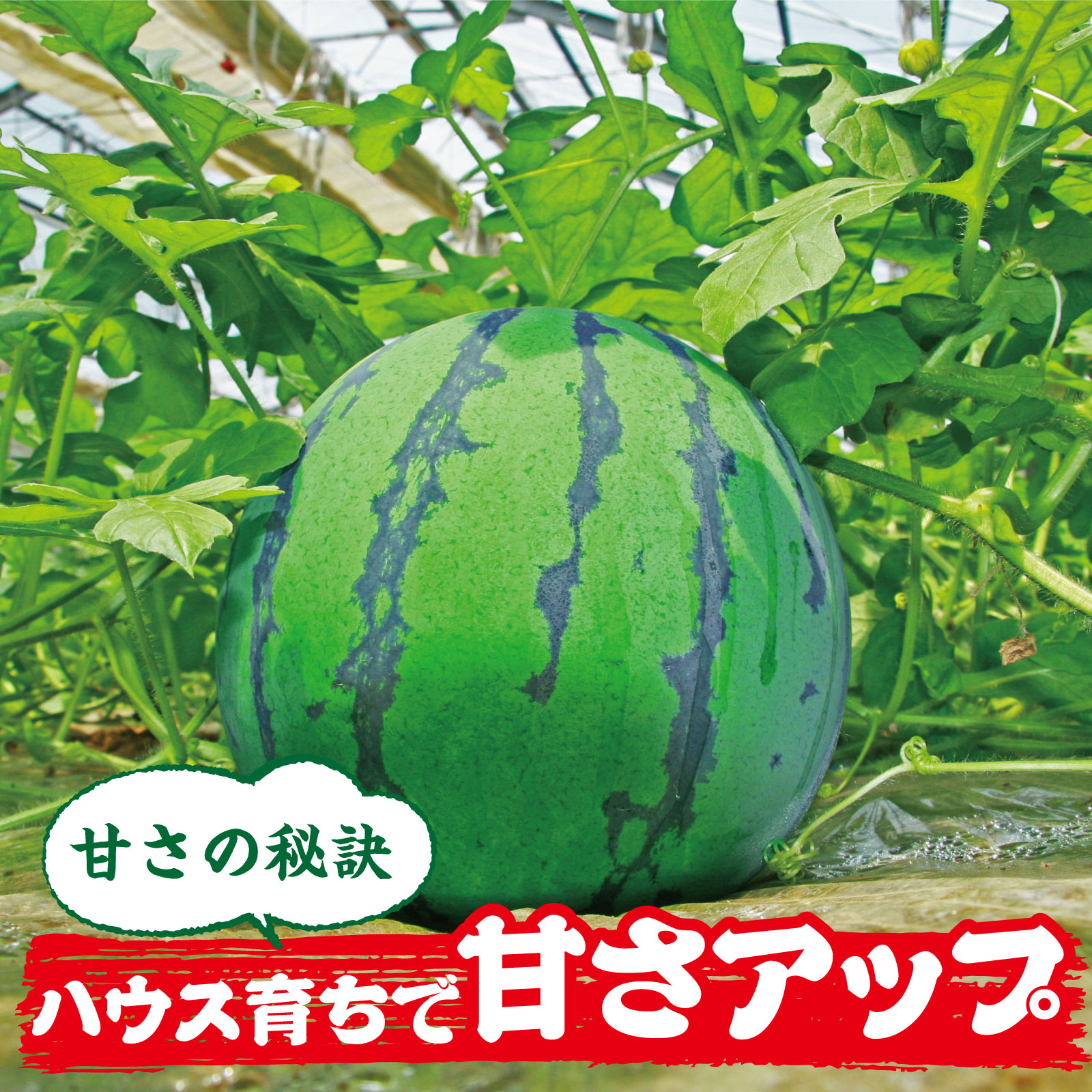 加藤 慎吾 L 公式 うまちょく便 静岡名物 特産品を通販でお取り寄せ 完売しました 有難うございました 送料無料 毎年大人気 シャリ甘っ函南の スイカ 2玉 1玉 2l 6kg前後 加藤慎吾 ギフト対応可 同梱不可 静岡県 商品カテゴリー その他フルーツ