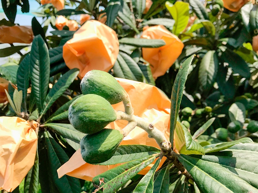枇杷  白枇杷 160センチ 引き取り 土肥産  珍種類  枇杷の木  甘い果実