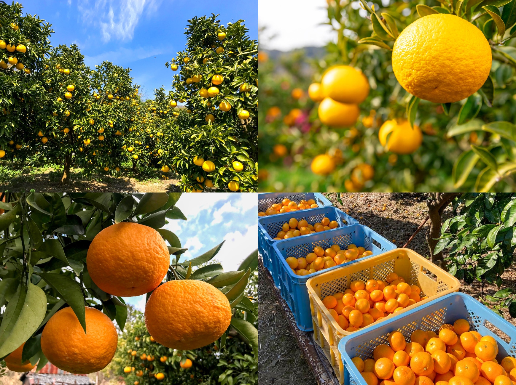 公式】 静岡・山梨特産品うまちょく便 | 望月農園 静岡由比のみかん