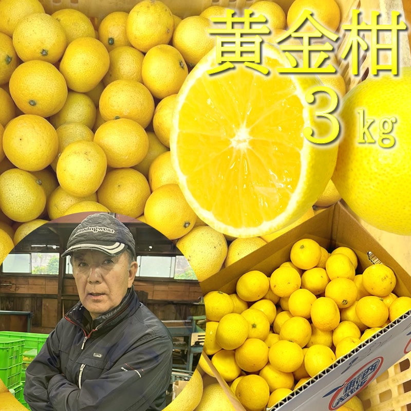 ゴールデンオレンジ 黄金柑（おうごんかん） 3kg 【マルキチ物産】