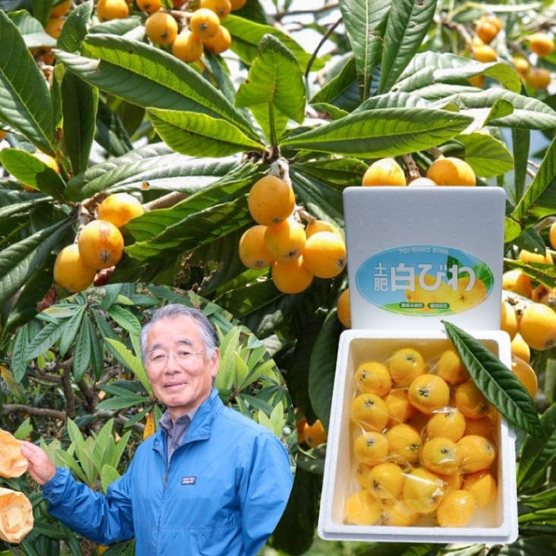 白びわ