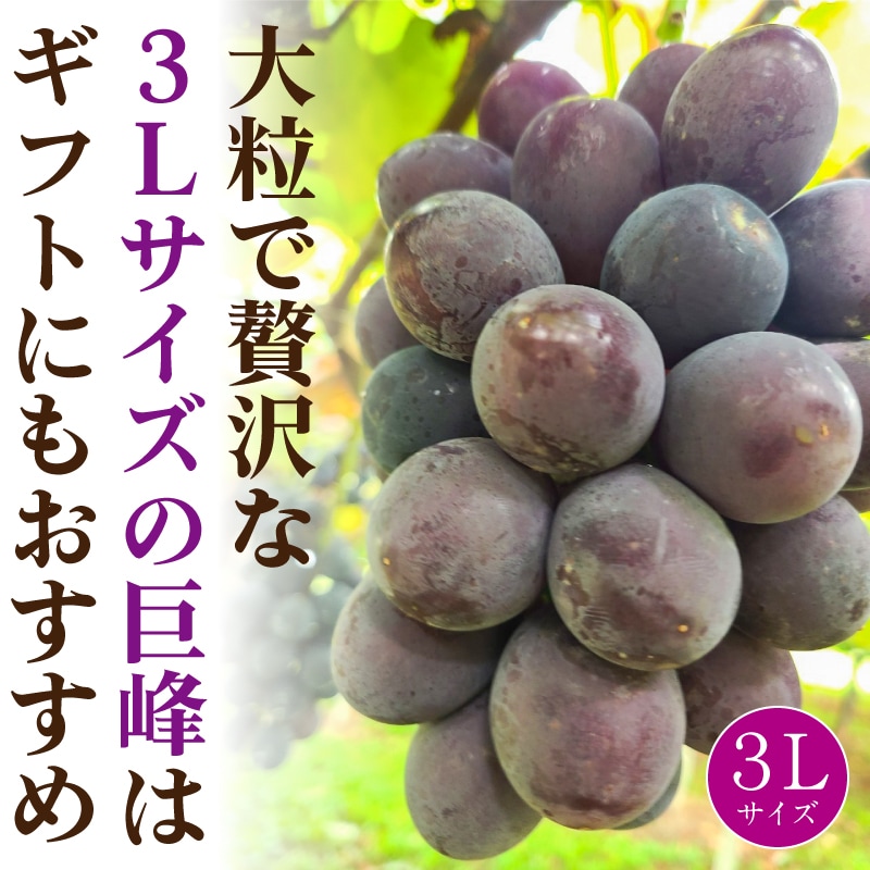 大粒で贅沢な3Lサイズの巨峰はギフトにもおすすめ