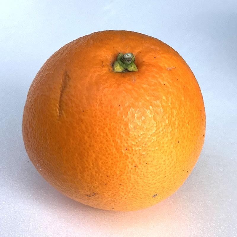 公式】 うまちょく便 | 柑橘類 ｌ 黄金柑 甘夏 ネーブル はるか レモン