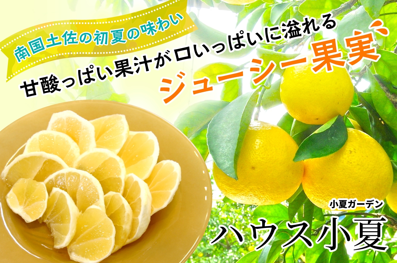 高知の初夏の味覚！小夏ガーデンの「小夏」みずみずしい爽やかな