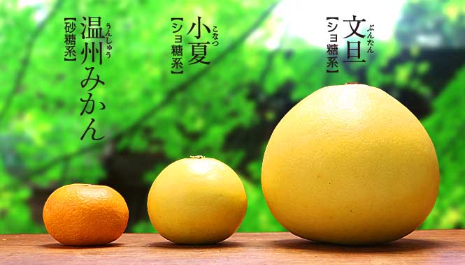 成熟した黄色の柑橘類果実　小夏 西内小夏 柑橘 雑柑類の特徴と育て方 | 苗木部の部室 〜苗木、育てよう