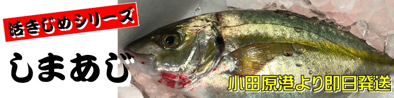 鮮魚セット 小田原 朝獲れ 鮮魚ボックス 2kg 【その日に水揚げされた鮮魚の詰合せ】早朝、競り落とした魚を詰め込んで即日配送いたします【冷蔵便】 |  うまいものぎゅ-ぎゅ-セット | 小田原うまいもの市場