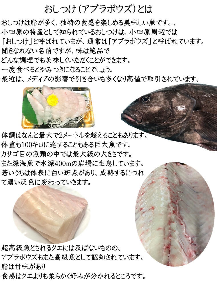 おしつけ あぶらぼうず 手切り チルド3kg ブロック 幻の魚 うまい 脂あります 寿司 酢みそ和え 酢漬け 煮付け お鍋 冷蔵便 おしつけ ブロック 小田原うまいもの市場