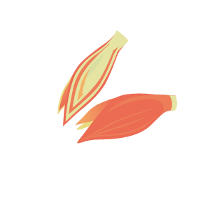 みょうが