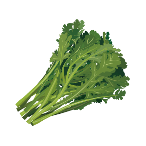 春菊