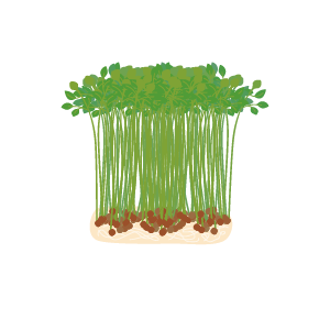 豆苗