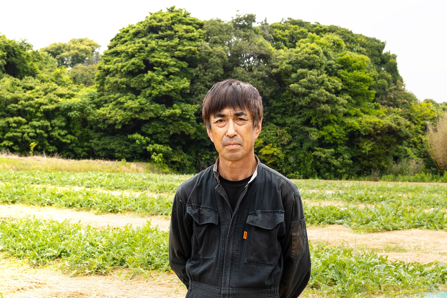 福岡県産 若松クイーン 3～4玉入り 10kg相当