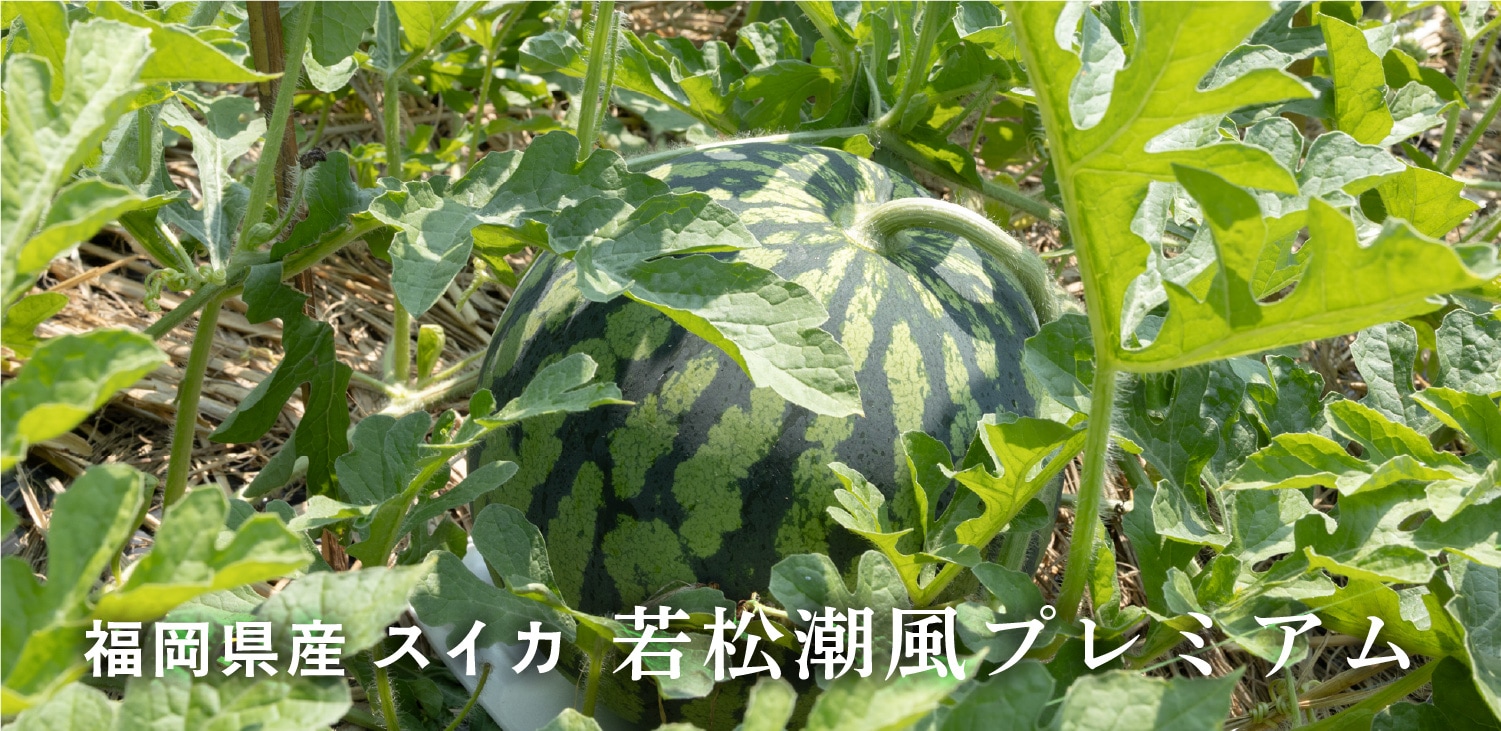 うまうまもぐもぐ 福岡県産 スイカ 若松潮風プレミアム