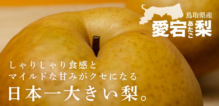 うまうまもぐもぐ 鳥取県産 あたご梨