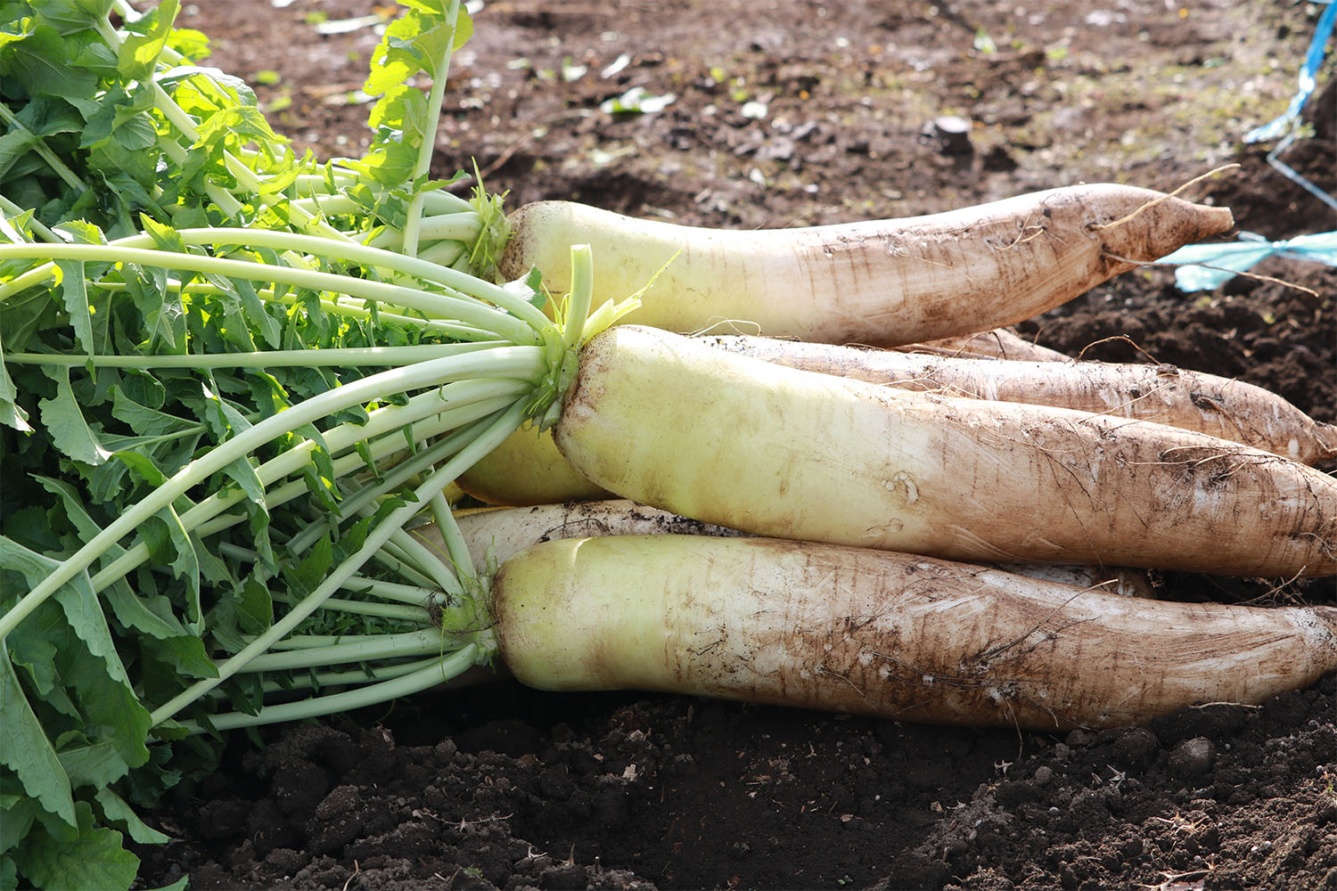 冬の大根は3つの部位で使い分け！甘いところ・辛いところを知ってもっとおいしく