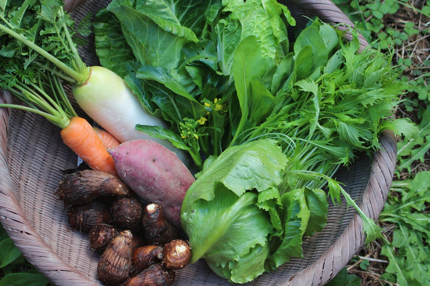 シャキッと長持ち「葉物野菜」の保存方法