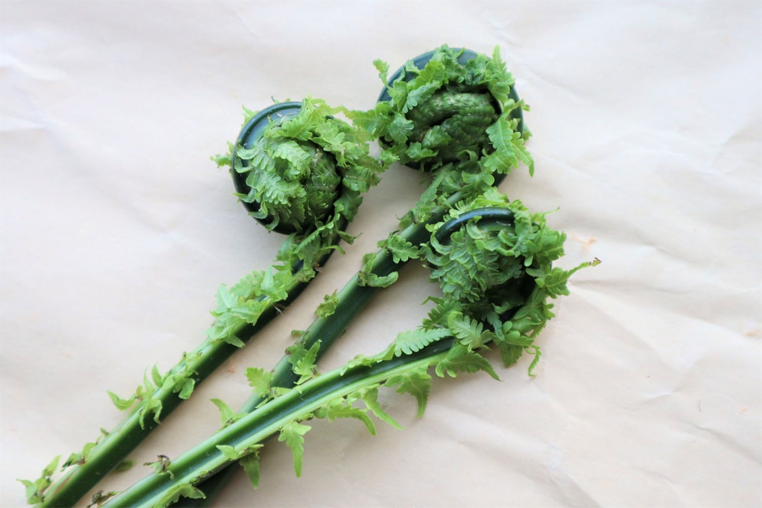 覚えておきたい！これから旬の春野菜を一挙ご紹介