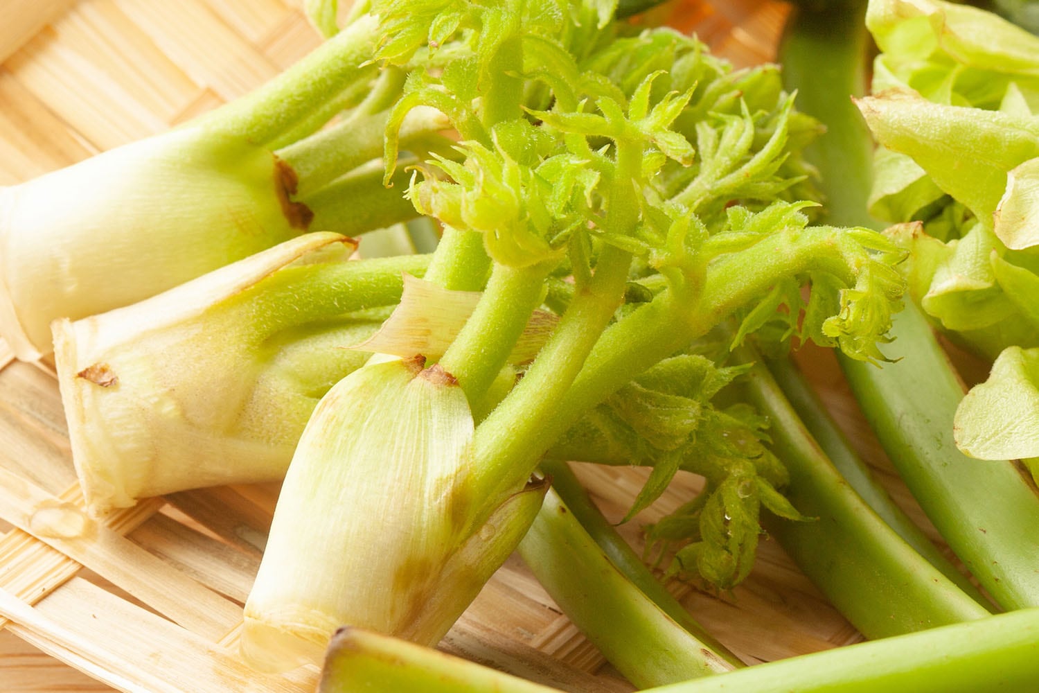 覚えておきたい！これから旬の春野菜を一挙ご紹介