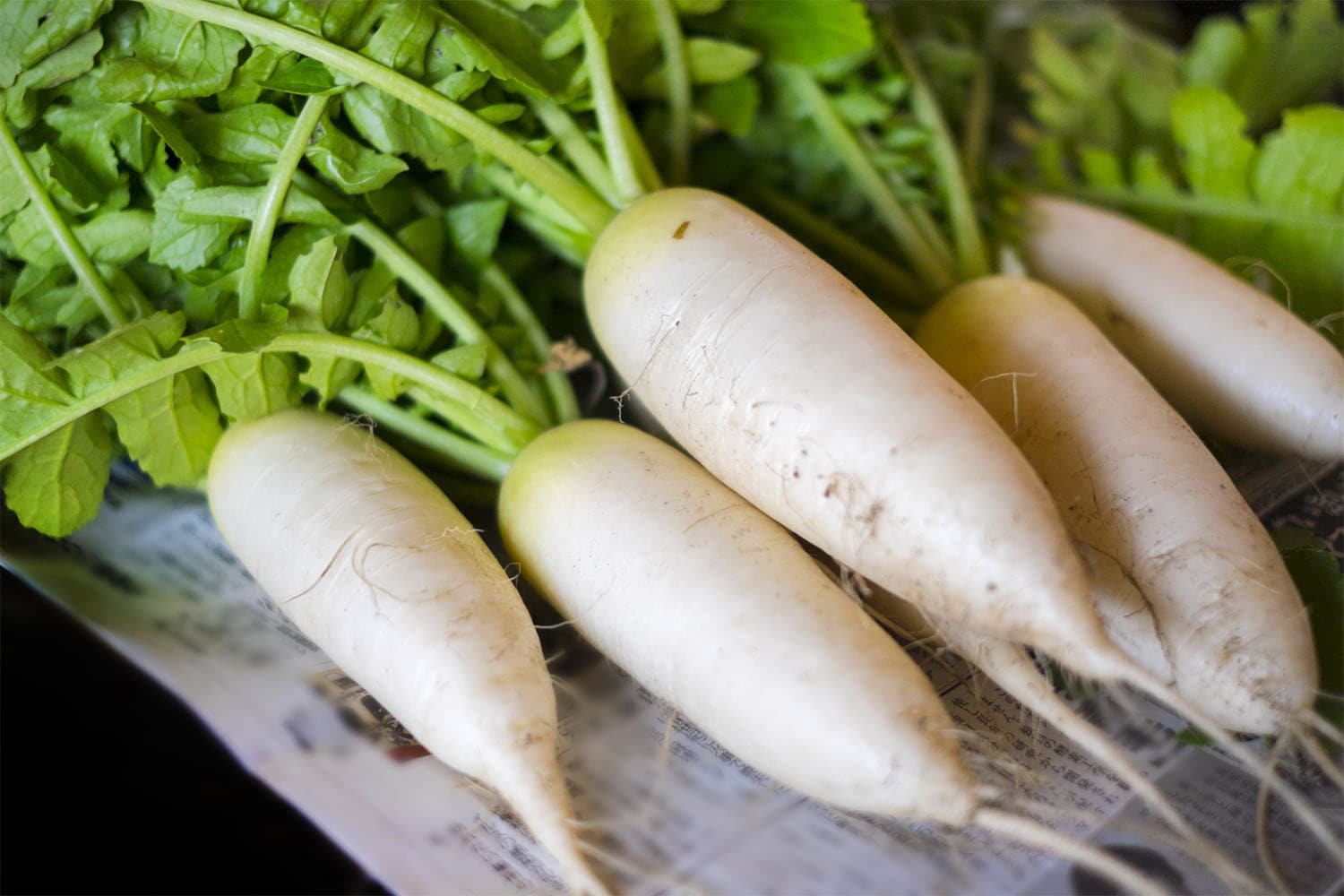 立春前後、甘さがのる美味しい大根の選び方