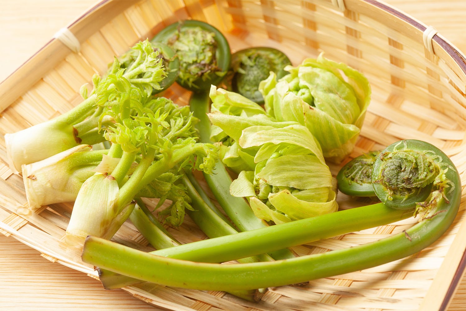 菜の花・たらの芽・こごみ、からだ目覚める「春の苦み」